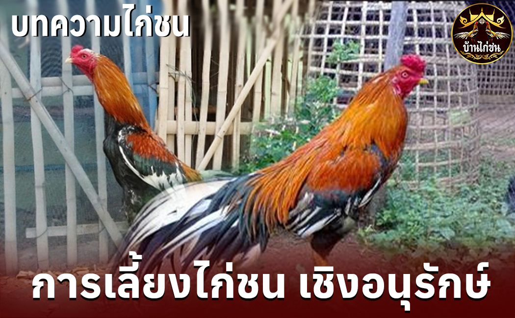 การเลี้ยงไก่ชน เชิงอนุรักษ์